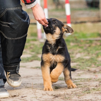 Puppy Training